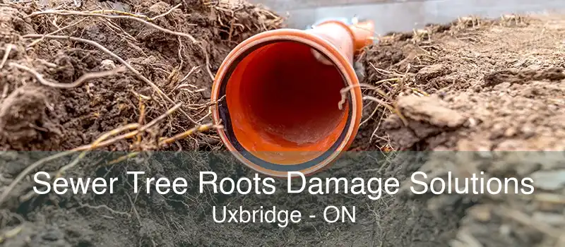 Sewer Tree Roots Damage Solutions Uxbridge - ON